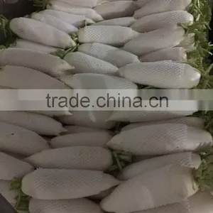 White Radish /green Radish Wholsale thumbnail-6