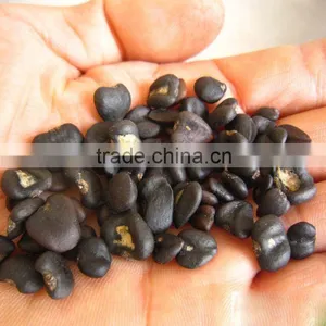 2016 Newest Purple Magnolia Seeds Mulan Tree Seeds For Planting thumbnail-1
