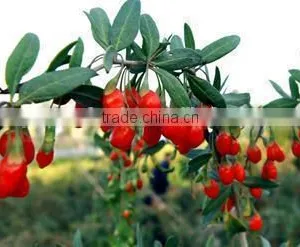 Red Color Organic Dried Goji Berry Organic Goji Berry Goji Berry thumbnail-6