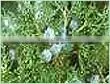 100% Natural & Pure Cedar Wood Oil (China) / Manufacturer / Supplier / Exporter thumbnail-4