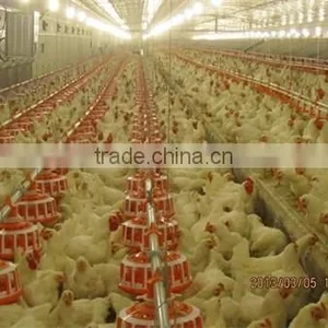 Modern Breeder Chicken Environment Control House thumbnail-2