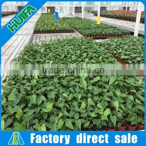 Agricultural Equipment Nursery Ebb and Flow Table for Planting thumbnail-1