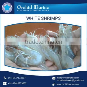 Premium Quality Natural Taste White Shrimps With Long Shelf Life thumbnail-1