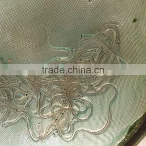 Glass Eel Anguilla Rostrata thumbnail-5