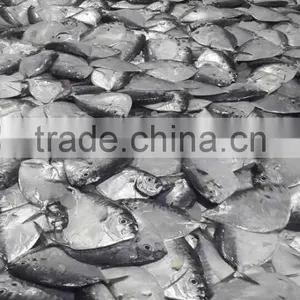 IQF Moonfish Sea Fish on Sales thumbnail-2