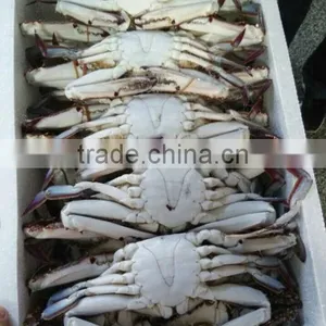 Myanmar Fish Exporters Crab thumbnail-2