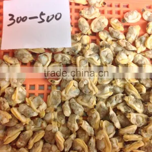 High Quality Frozen Short Necked Clam Meat thumbnail-1