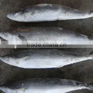Frozen Spanish Mackerel thumbnail-1