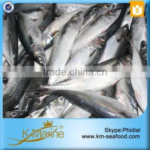 Frozen Live Fish Horse Mackerel thumbnail-5