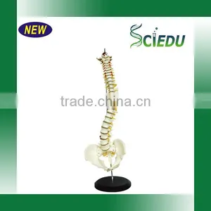 Medical Science Subject and Skeleton Model Type Spine Model thumbnail-2
