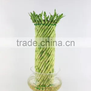 Spiral Cage 20cm thumbnail-2