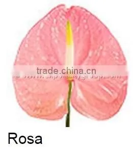 Fresh Cut Flower ANTHURIUM Rosa thumbnail-1