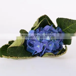 Fresh Cut A Grade Flower Mixed Color Hydrangea Beautiful Fresh Cut Natural Peaceful Wedding Flower thumbnail-6