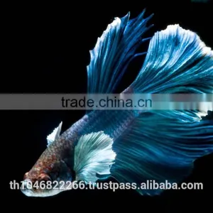 Ornamental Fish Breeder thumbnail-2
