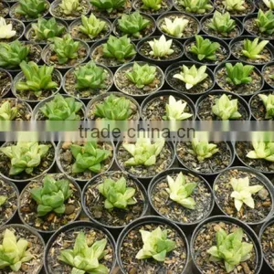 Haworthia Retusa Variegated thumbnail-1
