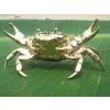 Gold-plated Crab Ecological Simulation/Hairy Crab thumbnail-1