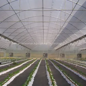Easily Installed Commercial Tomato Multi Span Greenhouse for Sale thumbnail-5