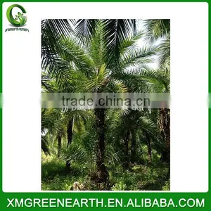 Phoenix Dactylifera Palms Trunk 3m (1) thumbnail-1