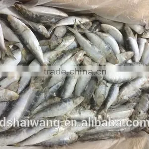 Land Frozen Whole Sardine From China thumbnail-1