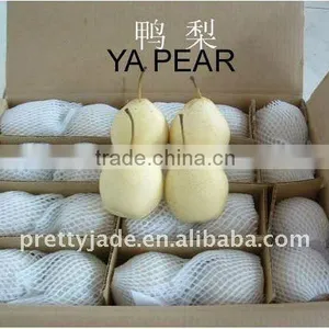 China Fresh ya Pear Exporter thumbnail-1