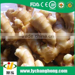 New Crop 200gm+ Fresh Ginger 10kg/ctn Packing thumbnail-1