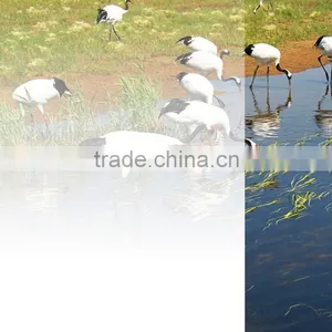 White Gradation Window Glass Pet Film Rolls thumbnail-6