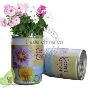 Plant in a Can thumbnail-6