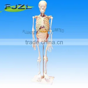 Skeleton Model Human Skeleton With Internal Organs thumbnail-1