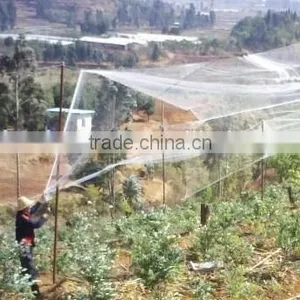 Anti- Bird Plastic Netting in Agriculture thumbnail-4