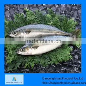 Frozen Fish Pacific Mackerel Mackerel Supplier thumbnail-1