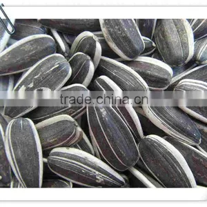 Inner Mongolia Sunflower Seeds 5009 Long Shape thumbnail-2