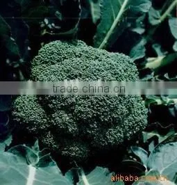 Frozen Brocoli thumbnail-1