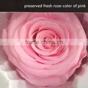 Export Long-lasting Dried Flowers Highest Quality Preserved Flowers Rose thumbnail-1