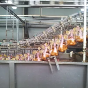 DUCK SLAUGHTER AND ABATTOIR MACHINE thumbnail-4