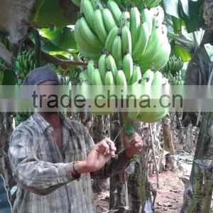 Green Fresh Cavendish Banana From India thumbnail-3