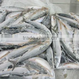 Frozen JAPAN Mackerel Whole Round thumbnail-4