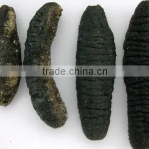 Sea Cucumber Sea Cucumbers for SALE Turkish Sea Cucumber thumbnail-1