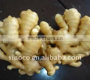 Ginger Manufacturer thumbnail-1