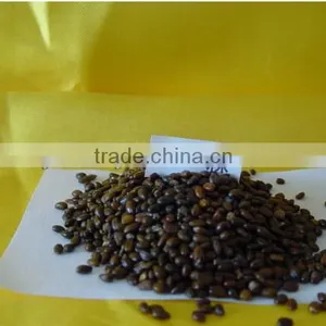 Hippophae Rhamnoides Seeds/Sea-buckthorn Seeds For Growing thumbnail-1