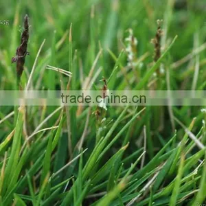 Zoysia Japonica thumbnail-5