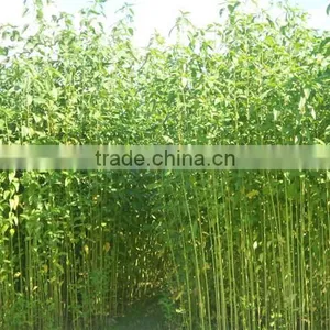 100% Export Quality Long Jute Fiber From Bangladesh thumbnail-3