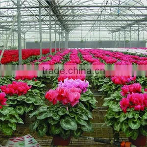 Anti-fog and UV-protection Garden Greenhouse,fiberglass Greenhouse Covering,commercial Hothouses thumbnail-2