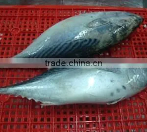 Good Quality Bonito Tuna Frozen Eastern Little Tuna 750G+ for Sale thumbnail-3