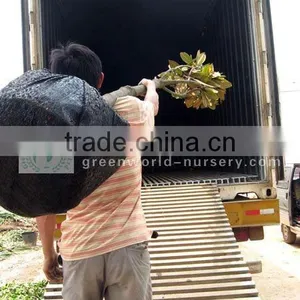 Magnolia Grandiflora in Container thumbnail-1