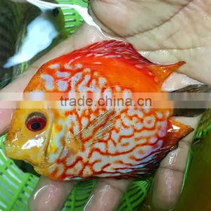 Discus Fish Farm and Export Company thumbnail-4