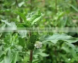 Dry Eclipta Alba thumbnail-2