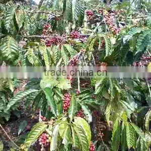 Oupusen 60 KG Jute Bag Indonesia Arabica Coffee Bean thumbnail-6