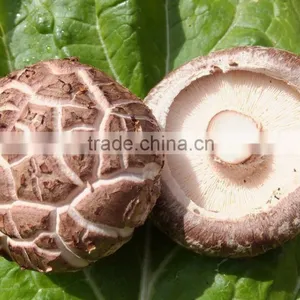 Best Fresh Organic Shiitake Mushroom Export to South Korea thumbnail-1
