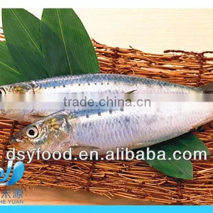 Frozen Fresh Sardine Fish for Canned Fish thumbnail-1
