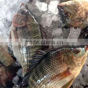 Supplier of Tilapia Bream 200-300g Frozen Fish Nile Whole Sale Price thumbnail-1
